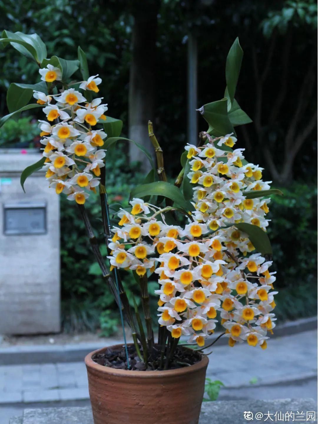 人养花,花也养人,家里养这10种花,越养越健康