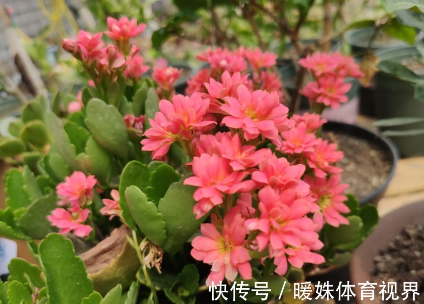 长寿花|夏季的长寿花,做好“二少二不缺”,植株健壮不黑腐,新芽能翻倍