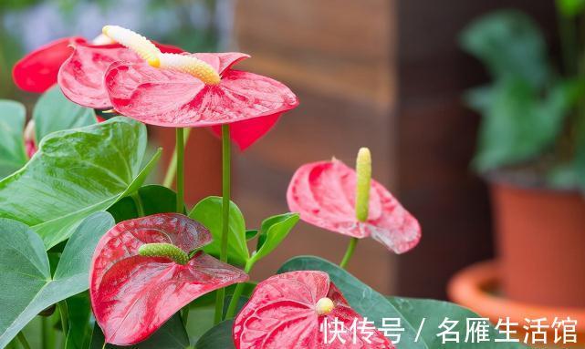 养花的土壤板结?加上4种东西,土壤疏松有劲,养啥都省心