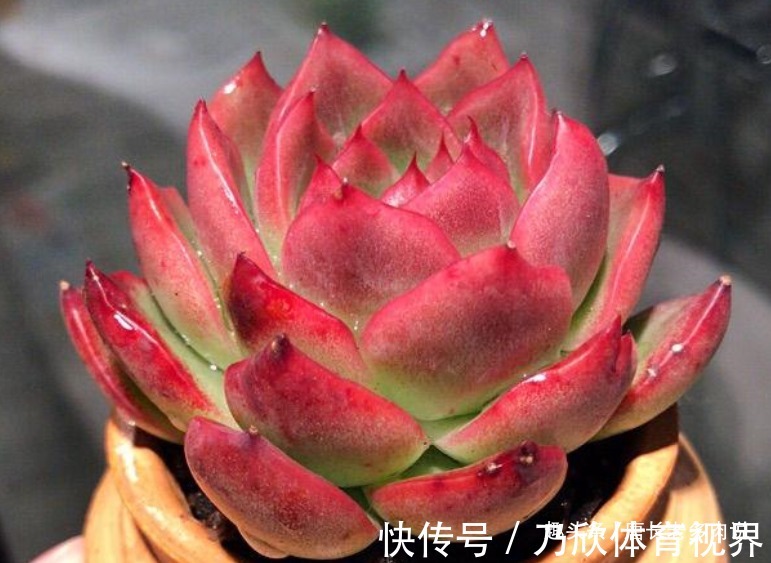 夏季|养多肉7年,我的多肉夏天基本不会出现黑腐,来看看是怎么做到的