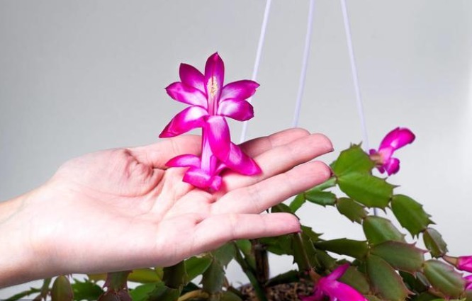 想让蟹爪兰花开不谢,掌握3个小秘密,花期能达100天