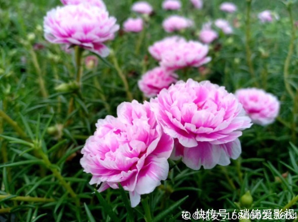 死不了的花,枝条沾土就活,从4月开到12月!