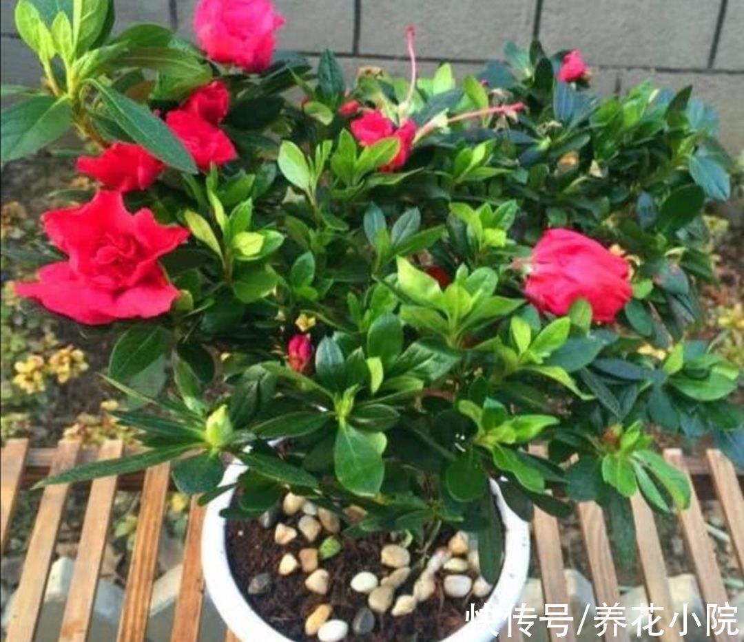 月季|冬天到了管住手,10种花要减少浇水,否则容易被冻伤