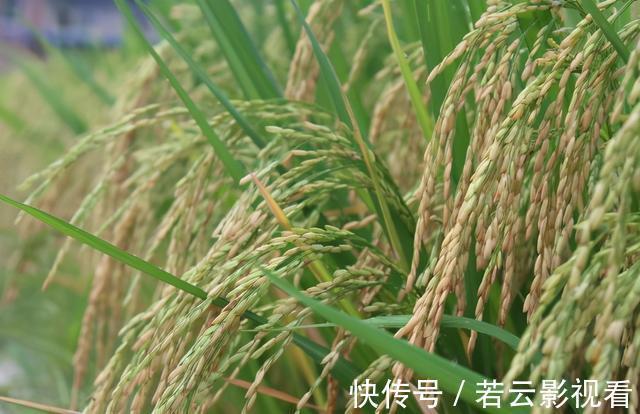 两头|俗语：六月立秋两头不收，七月立秋早晚都收，2021年啥时候立秋？