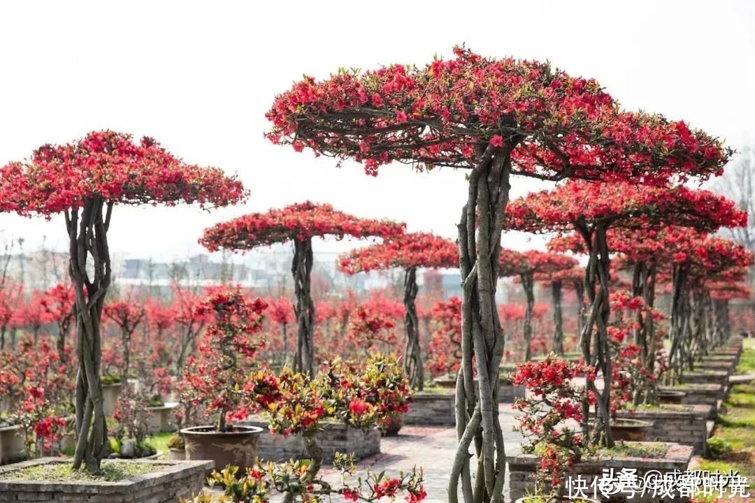 成都千亩海棠、数百亩梅林满树繁花似锦 约吗?
