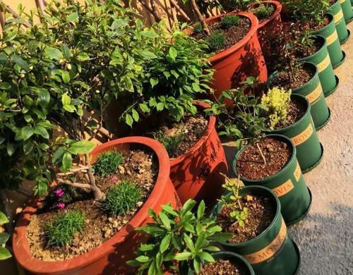 磷钾肥涨价了？别担心！草木灰、骨粉肥养年宵花，催花不愁