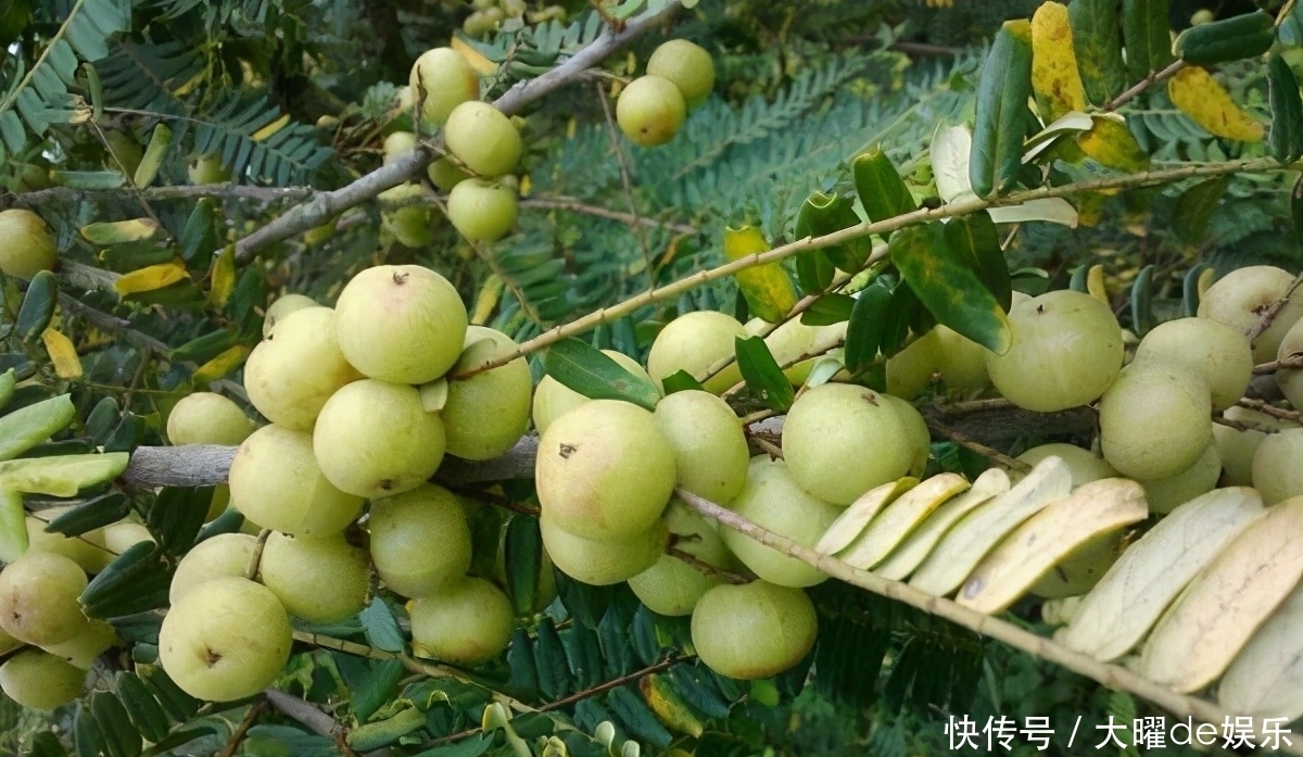 食物|谁吃谁好的食物，建议常吃，预防疾病，提高素质，活血养颜