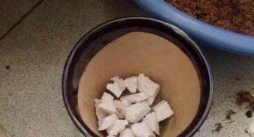 自来水|泡沫板你扔了拿来养花,有大用处,3-5天花卉就生根