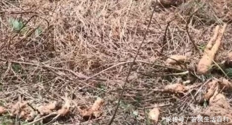 种植物|山中一野货无人识,市面一斤要卖几十块,常吃可以起滋补作用