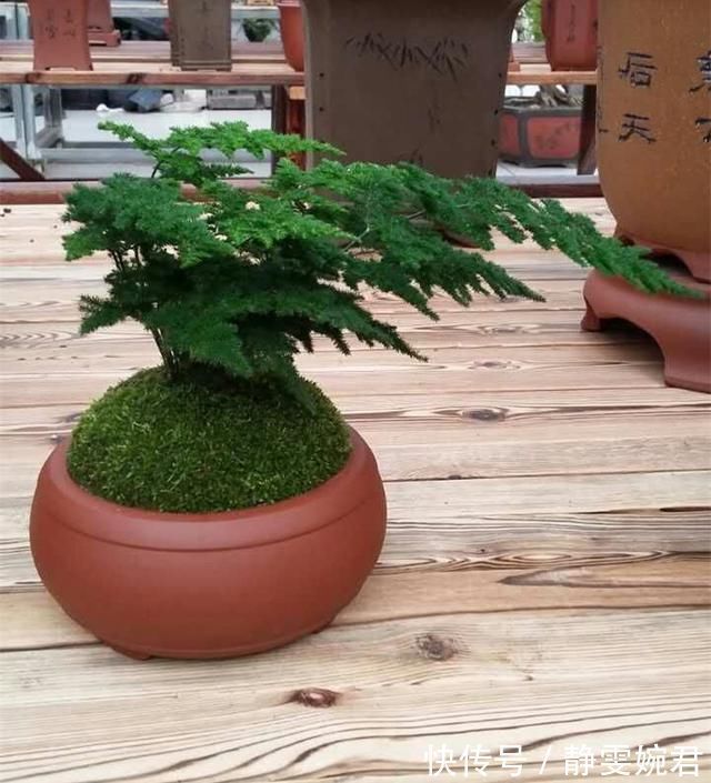 迎客松|非常受欢迎的盆栽,型如“迎客松”,四季常绿又好养,比文竹好看