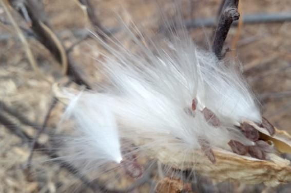 药用价值|在农村这种果实很常见，经常摘回家喂牲畜，不知道还有药用价值