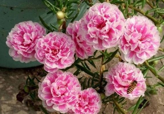 最好养的花,丢土里就能成活,四季开花爆盆,你不心动吗