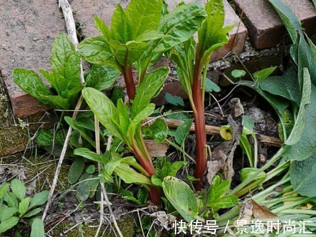 龙葵|门口的果子像“龙葵”,赶紧要拔掉、千万别吃,会中毒