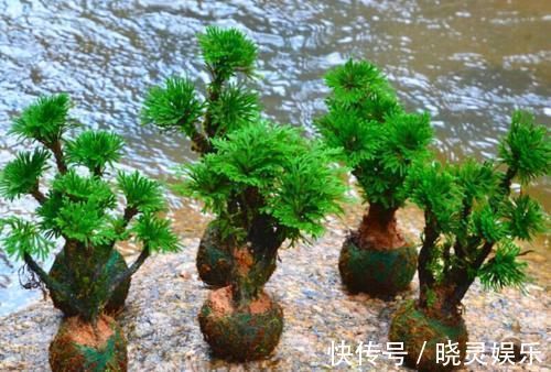 富山|建议大家:若有空余的地方,一定要种植这3种植物!漂亮又好种