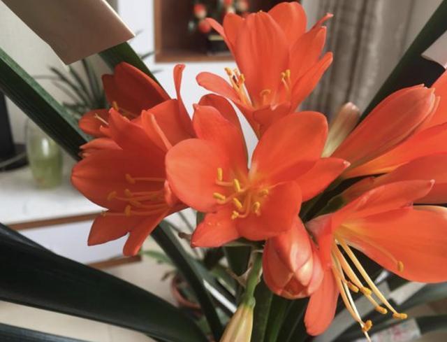 土壤不肥沃“1块它”扔盆里,养分足,6个月不施肥,反而爆盆