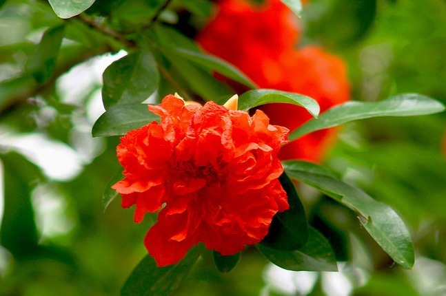 1种“古老花”，花开红似火，比月季好养，寓意富贵、子孙满堂