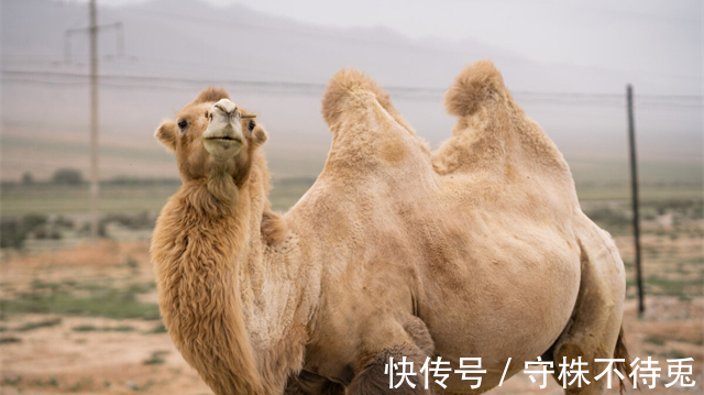 彩虹树|25个冷知识:或许有些不合逻辑,但是经过检验的有趣事实