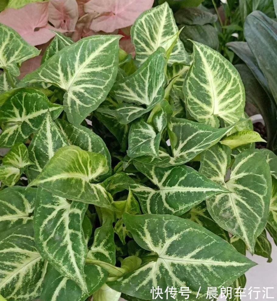 绿萝可以扔了,养盆“格调”花,颜值高还有气质