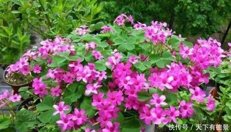 3种花现在入手刚刚好,夏天开花很漂亮,好养易活