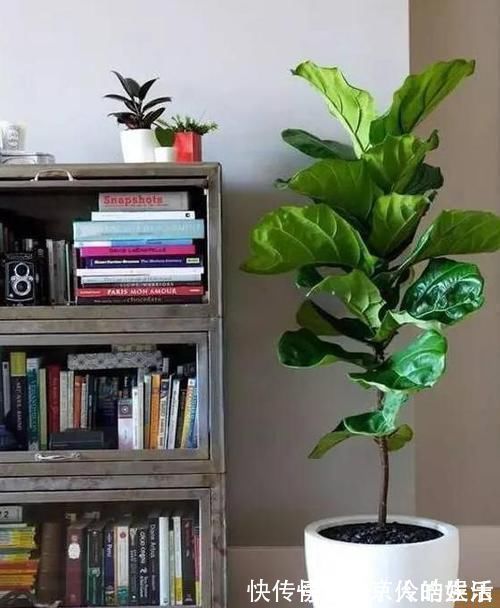 4种植物最适合懒养,十天半个月不用浇水,照样长势旺