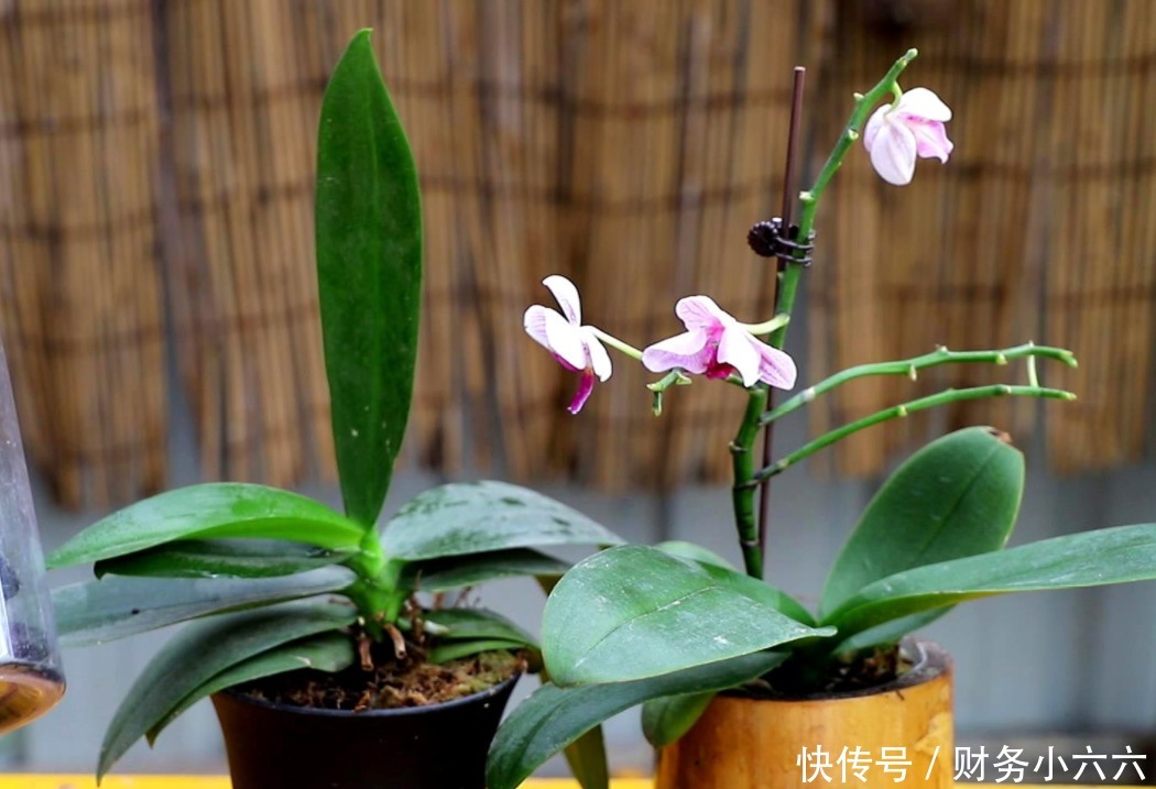 花叶|养花,戒掉这些坏习惯,养啥花都简单,爆盆不成问题
