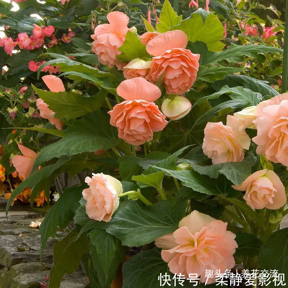 秋海棠盆栽养护问题解答，病虫害防护，不开花和新芽脱落解决方案