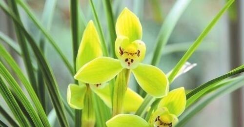 家养兰花要注意这“3大”关键点,才能香气清洌,花开爆盆