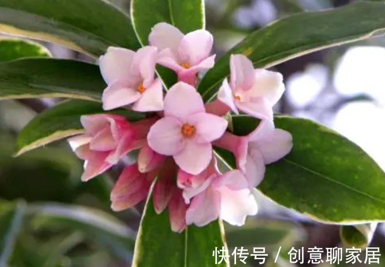 补肥|秋天养这4种花,及时喂点大补肥,新芽呼呼长,春节开爆盆