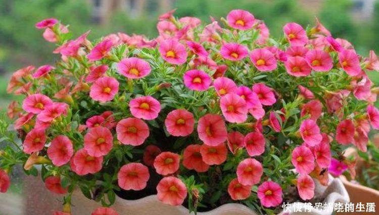 大花球|4种花,堪称花界“劳模”,365天开不停,养几盆,全年有花赏!