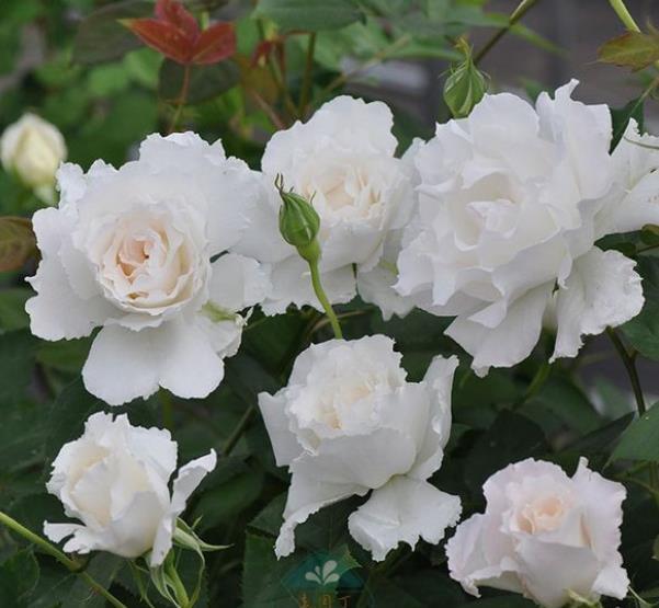 2021年养过的10款月季,皮实好养开花美,你最喜欢哪种?