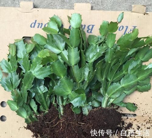 新芽|蟹爪兰不烂根,叶子肥厚,把握好此3点,新芽不断冒出