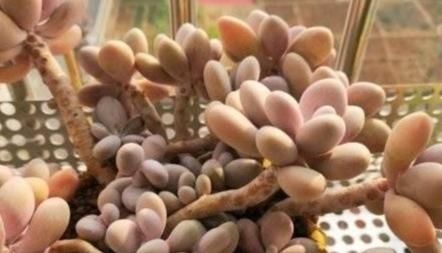 细节|多肉盆栽成活率特别低该怎么办?抓住这些细节,叶片肥嘟嘟