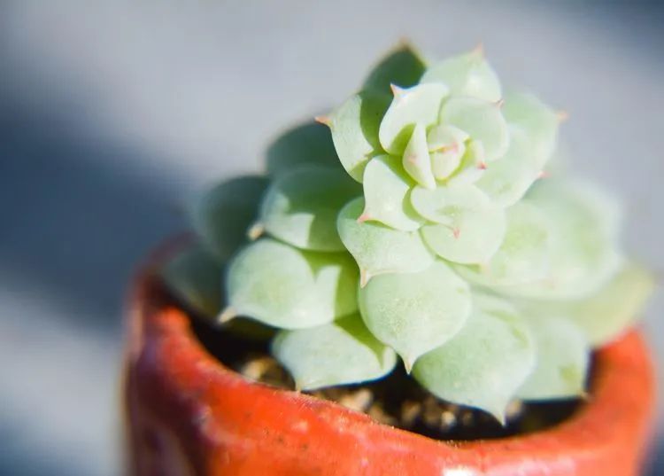 面朝大海的多肉们，在四季变迁中生生不息！