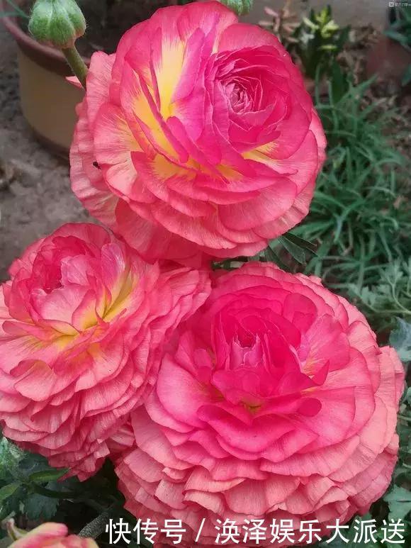 种花|3种花人称“夏必死”,买一盆死一盆,新手小白别忽视