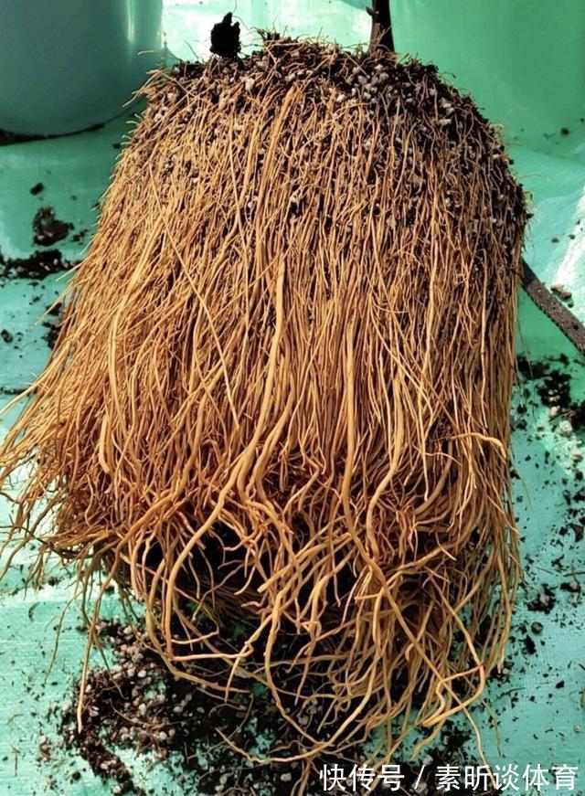 施肥|她养铁线莲,每年早做三件事,从不为开花发愁,今年我要向她学习