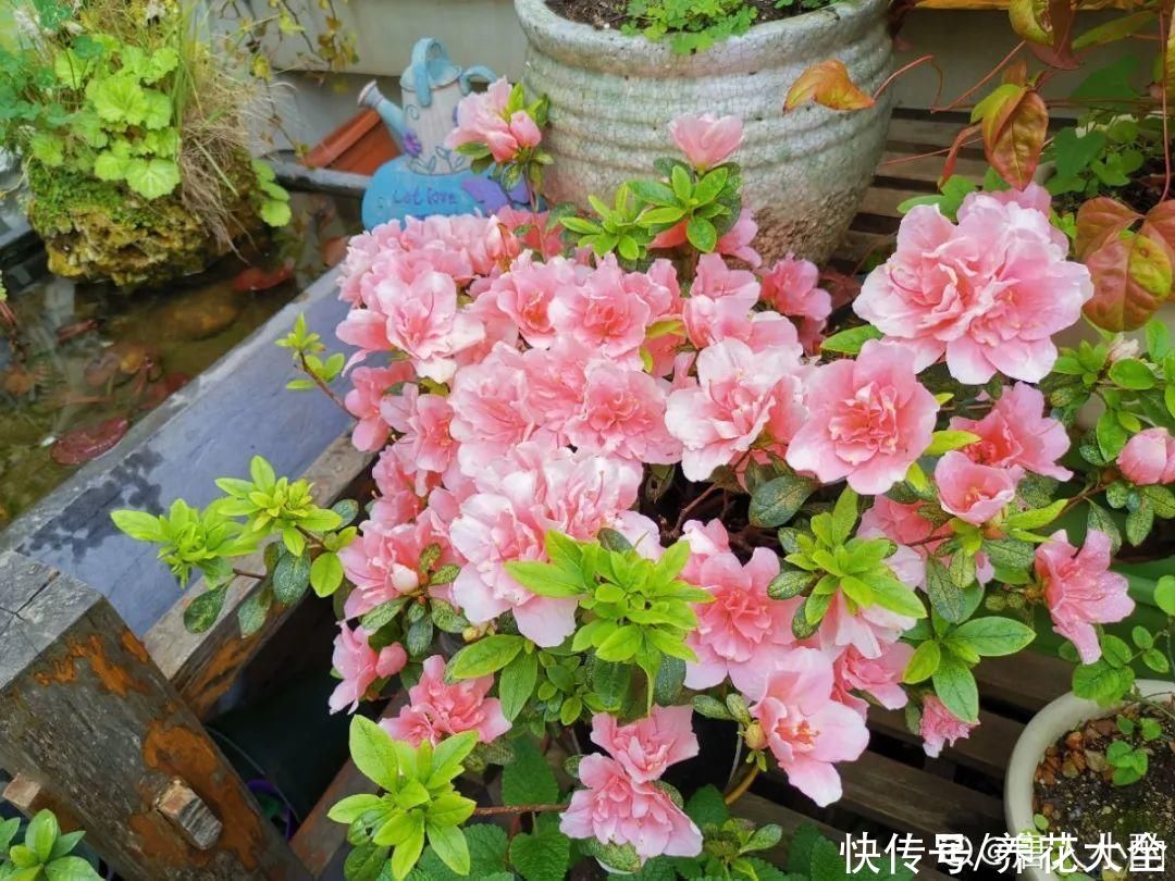  开花|开花时间PK，秋海棠第二，就没花敢称第一