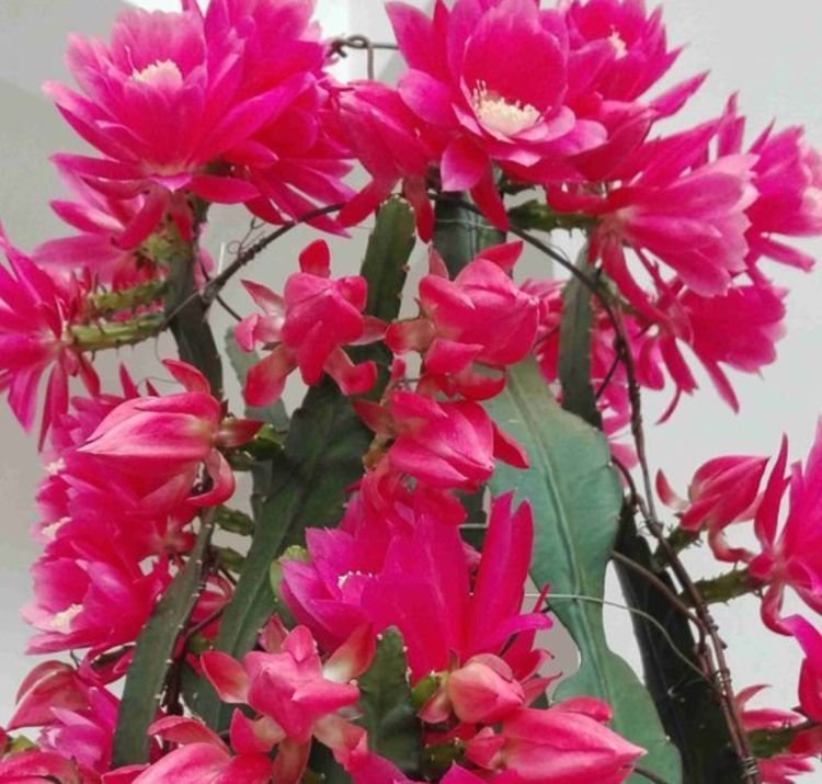 仙人掌中的极品,开花高雅、漂亮,一次开花100朵,十分壮观