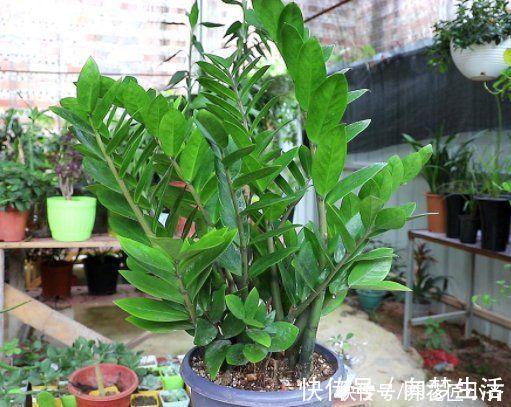 根系|金钱树养不好?要了解它的“根”,浇水施肥掌控好,不烂根不黄叶