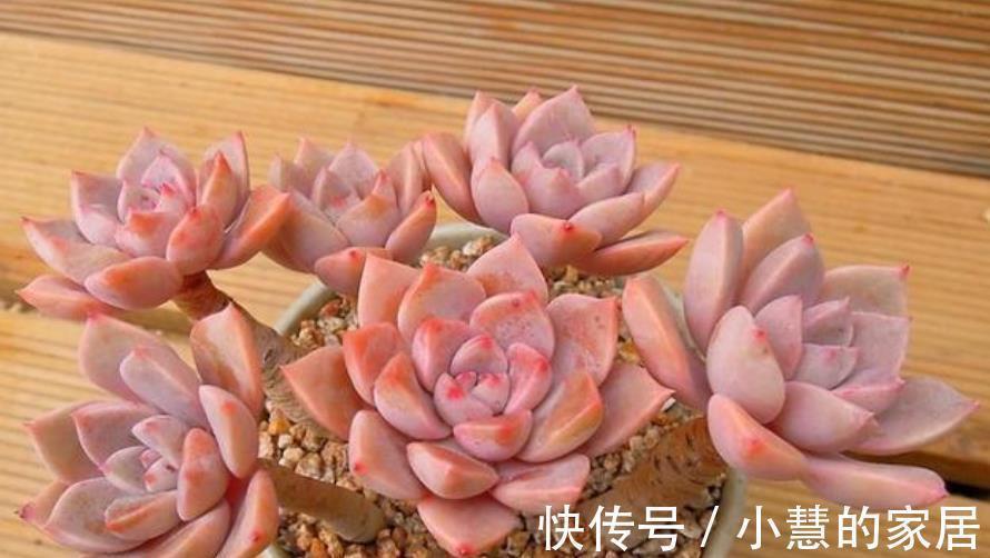 秋天多肉爱喝水,满足3个条件,肉肉淋雨后更漂亮