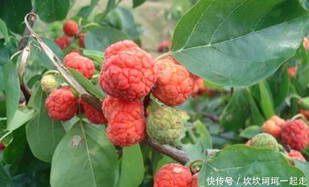 木头|农村这罕见的树木,它曾是皇帝的御用树,现如今想找到都困难!