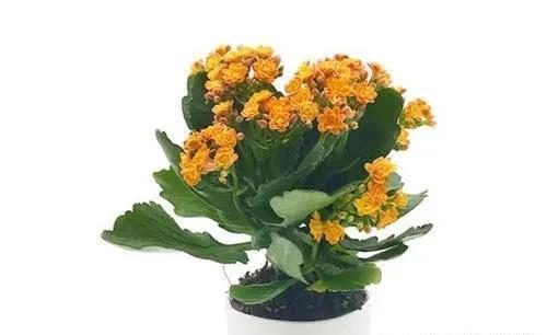 家里养有六种花卉的，可别忘了掐心，越掐爆盆越快，开花越多