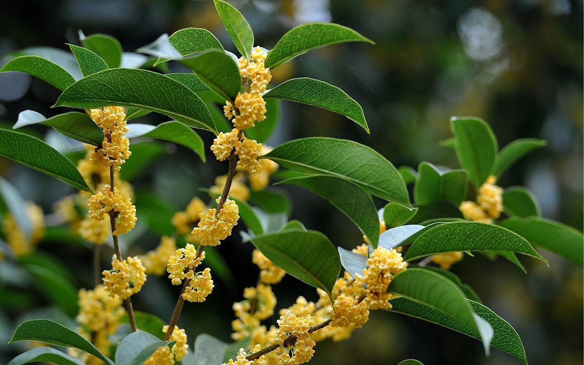 花苞|8月中旬养桂花要记牢，做好4个“要点”，想要“十里桂花”也不难