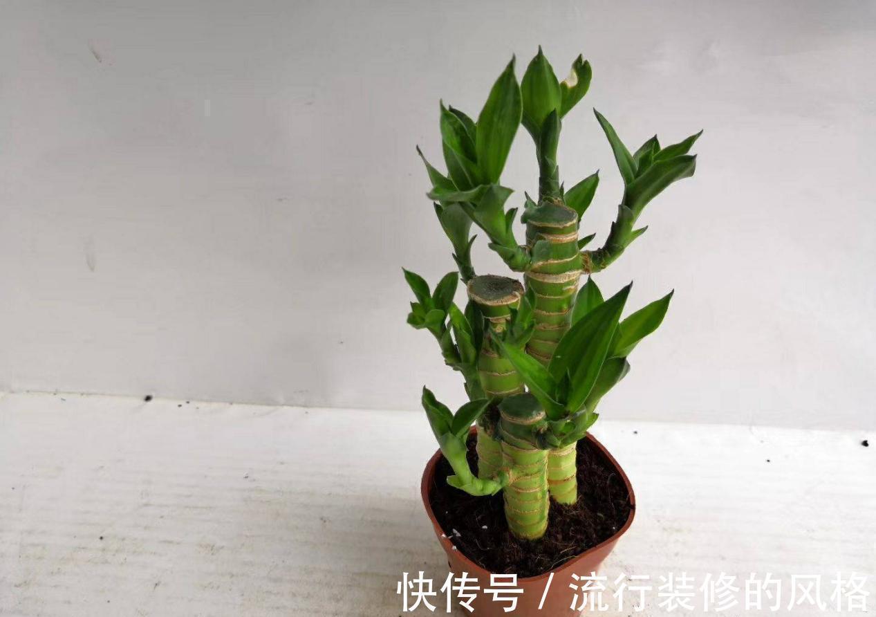 这5种植物不挑剔环境,好活又漂亮,园艺小白练手正合适