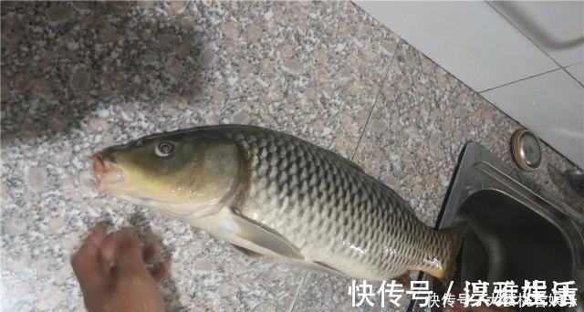 钓饵|这东西常人难以接受,却是很不错的钓鱼饵料,钓鲫鱼鲤鱼效果绝佳