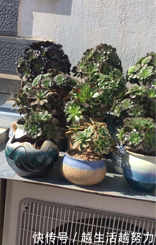 初春养花，这4点要注意，否则花熬过冬天，死在春天！