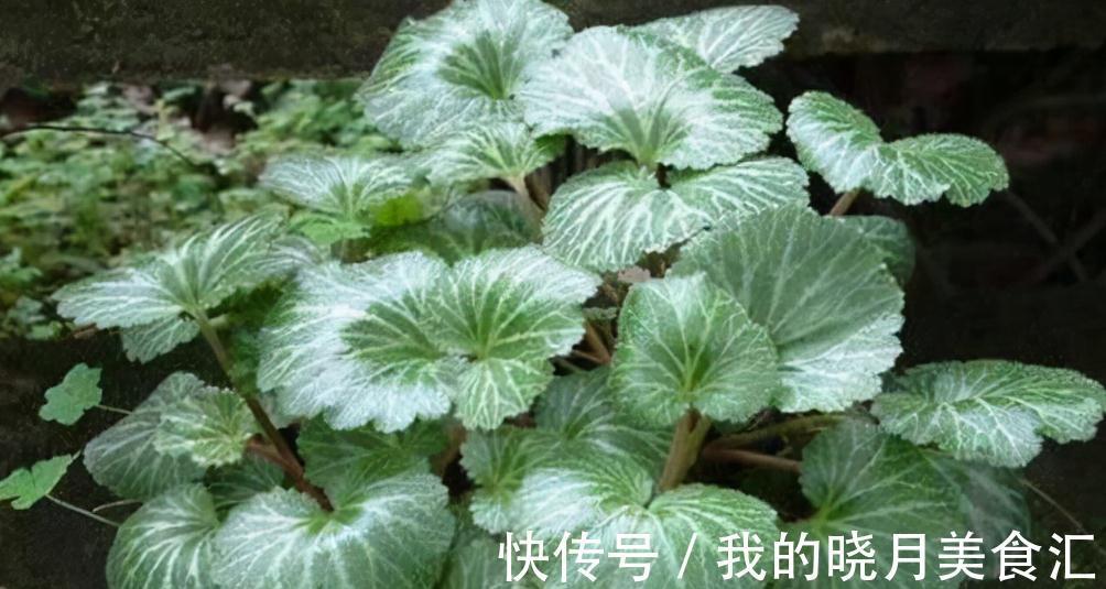 生命力|石缝里的植物,好多人没见过,若有幸遇见,就珍惜吧