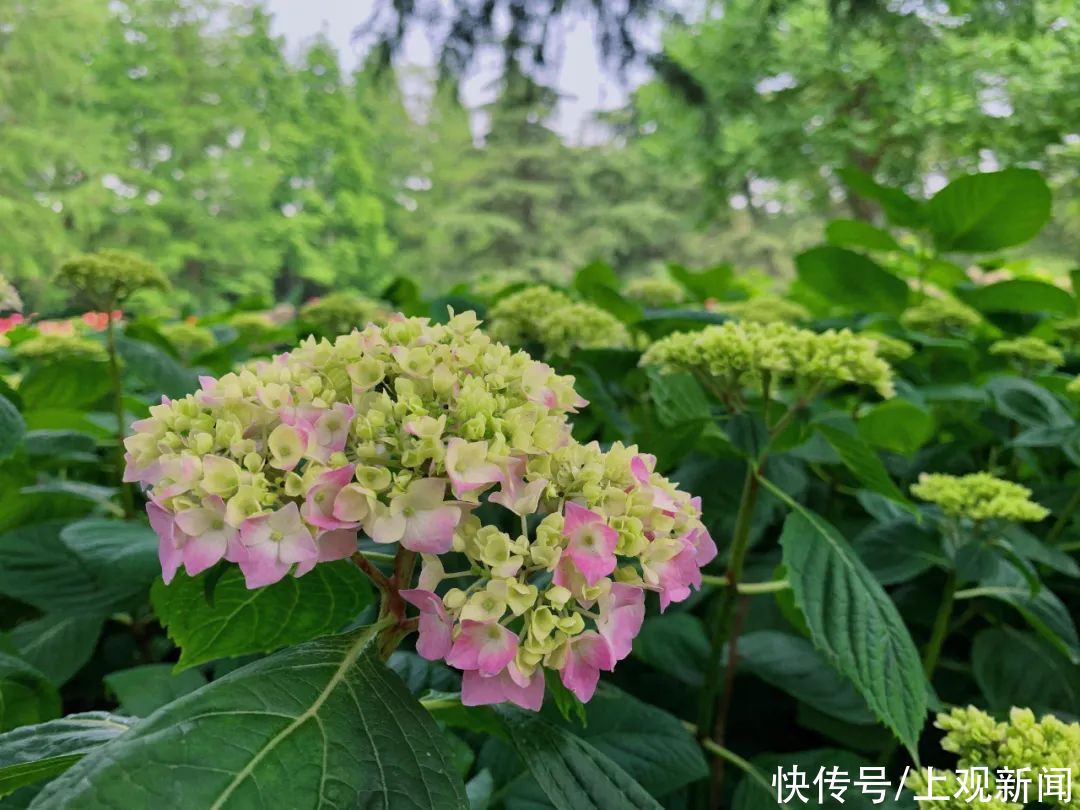 八仙花初开，上海滨江森林公园花海盛宴即将开启