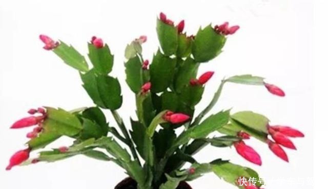 养花长得旺,开花多,秘密全在花盆里,你知道是什么吗!