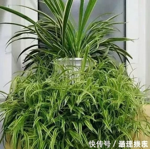 4种旺运花,吉祥添富贵,家里财运亨通,人见人爱!