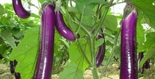 此物|吃完茄子一小时之内,不能碰此物,偏偏很多人犯错误,早知早好